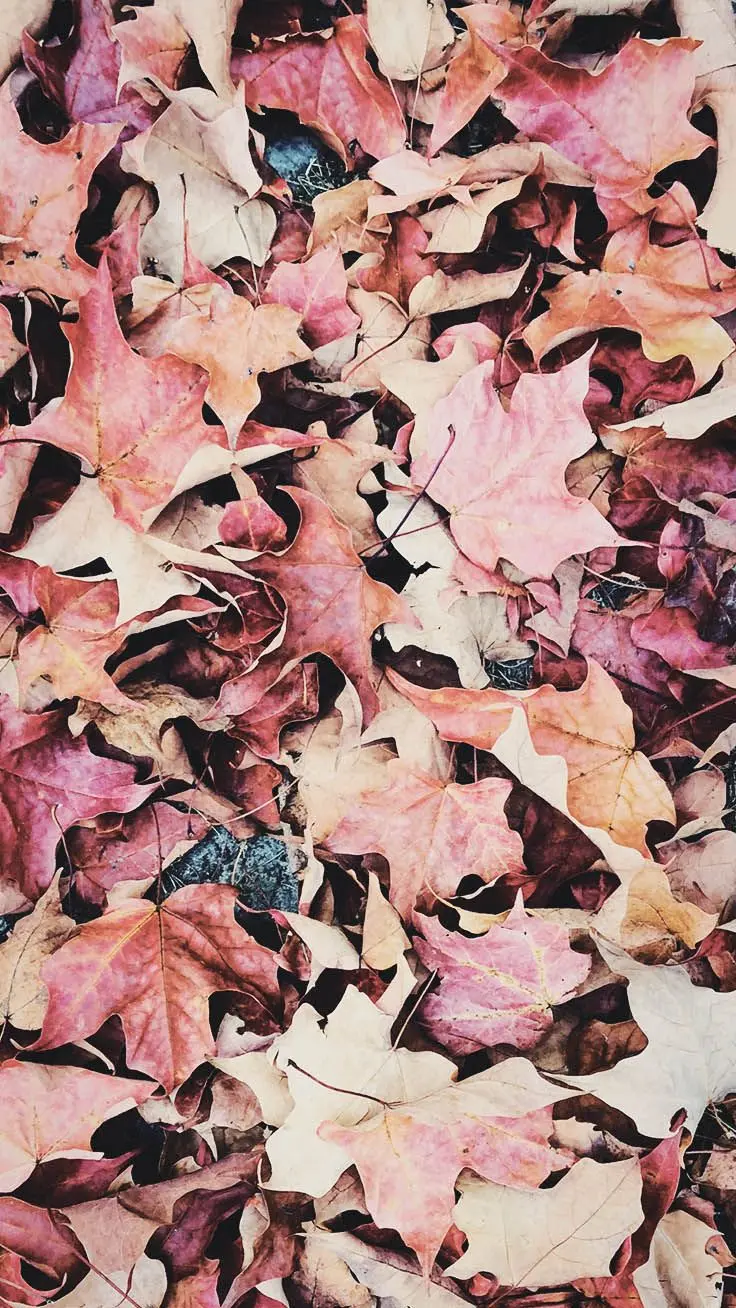 High Quality Autumn Leaf Photo