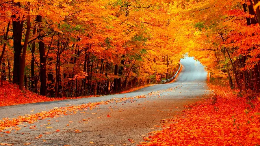 Photo of road Beautiful and dreamy autumn in the yellow season