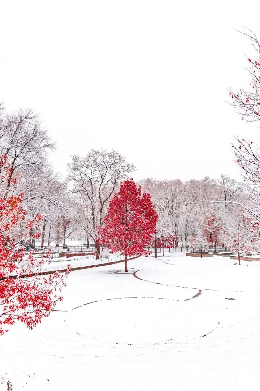 Tree with red leaves in winter