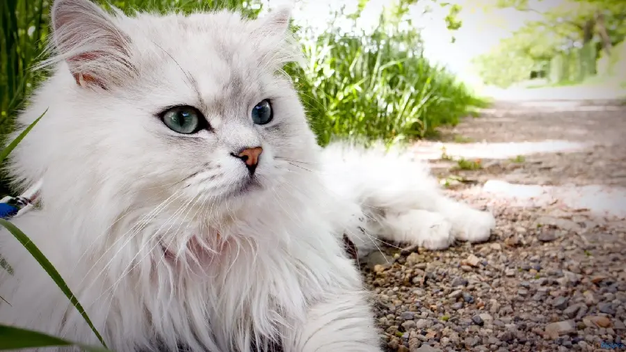The most beautiful cat background Persian World for iPhone