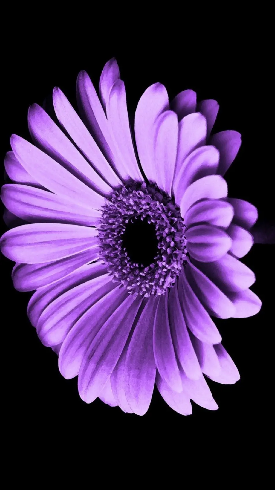 Photo of purple flowers with a black background