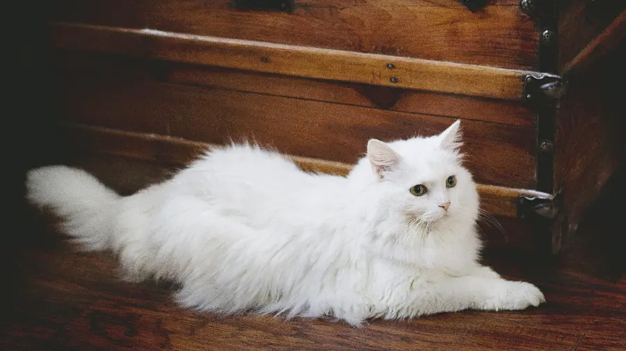 Gorgeous backgroundWhite Persian Cat for Computer 