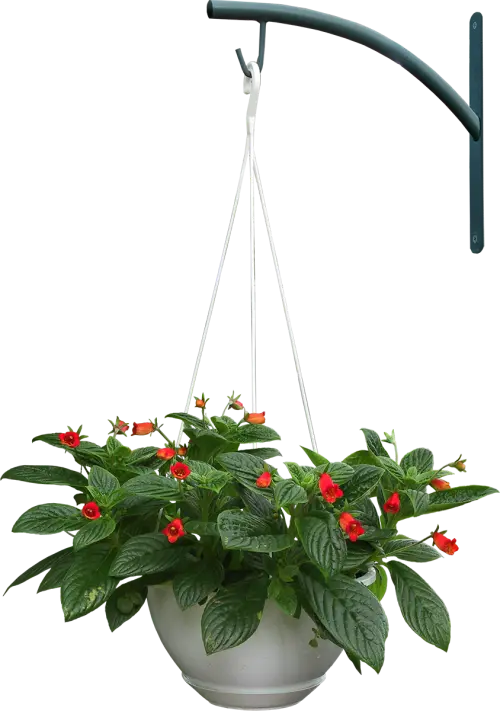 Beautiful potted round cut with red flowers PNG