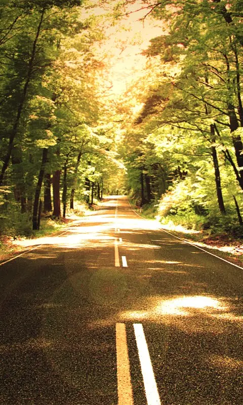 Forest Road Background for Samsung Galaxy A13 Mobile Phone HD Quality
