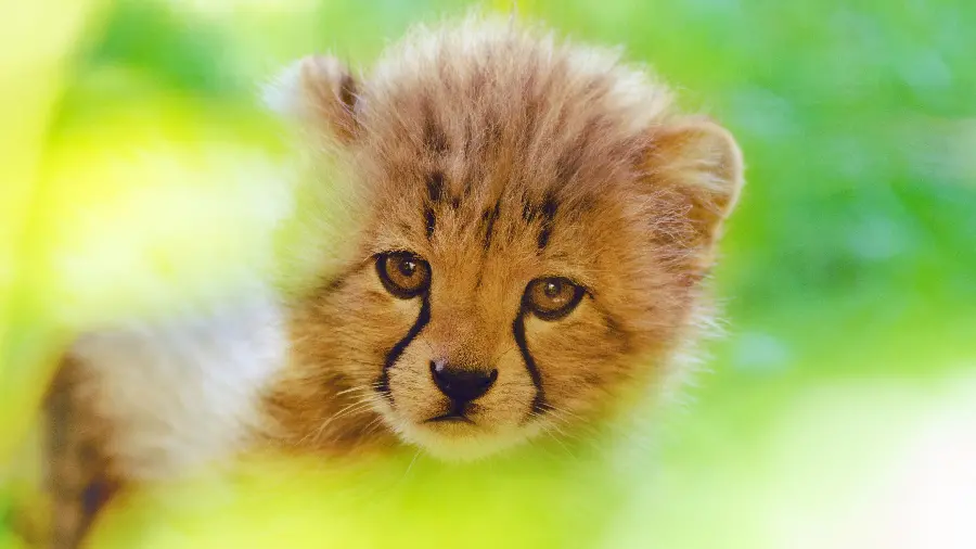 Photo of a victorious Iranian cheetah
