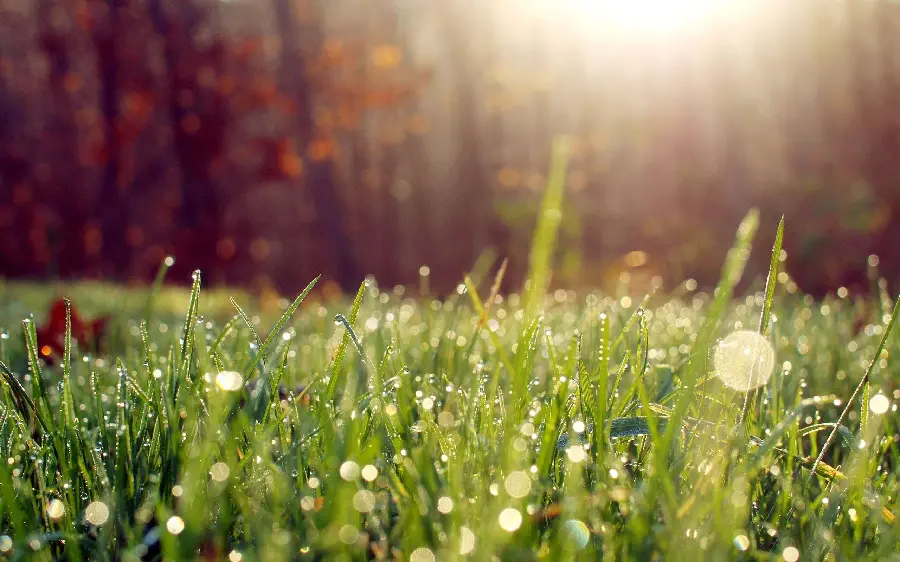 A beautiful and delightful image of spring morning nature