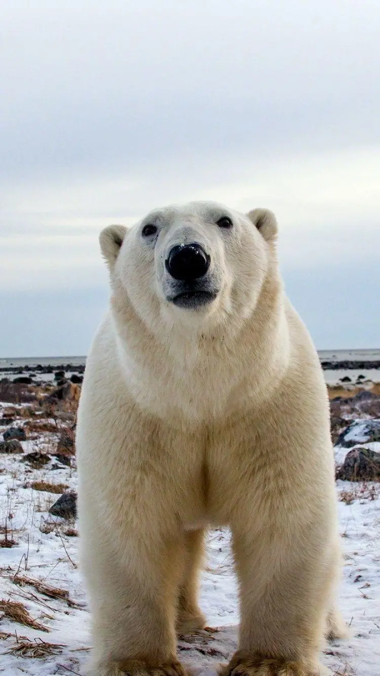 A massive polar bear in a charming artistic frame for the background