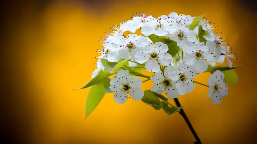 High quality spring blossom photo for profile