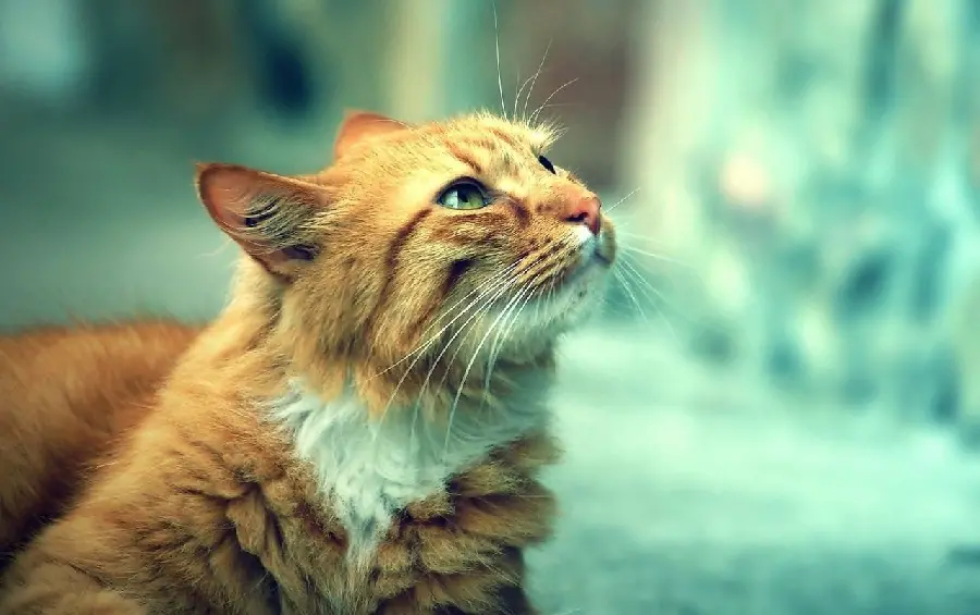 Smart Cat Wallpaper for Samsung