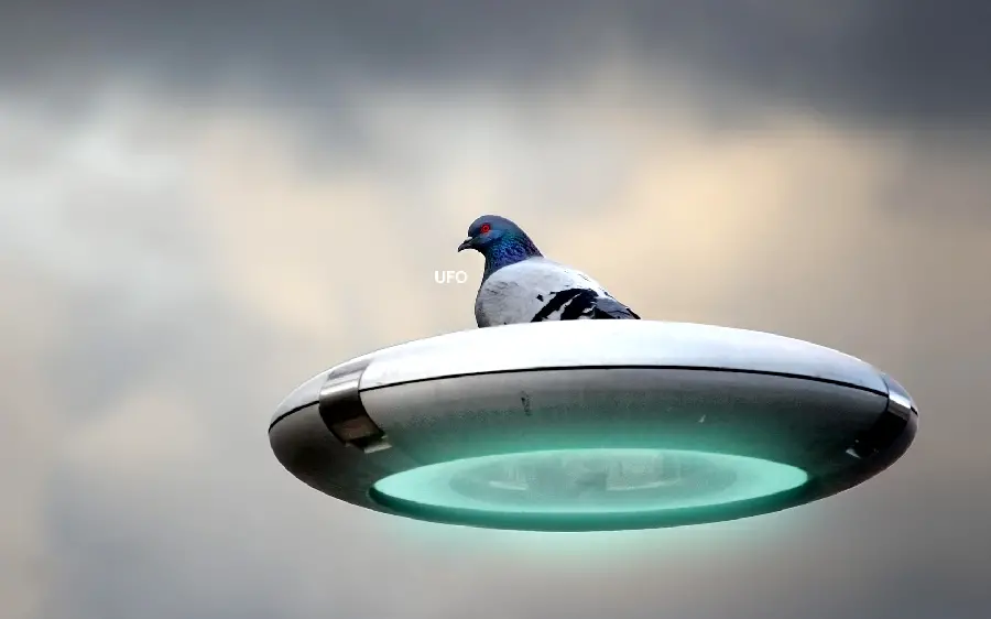 The strangest profile picture of a bird on a spaceship