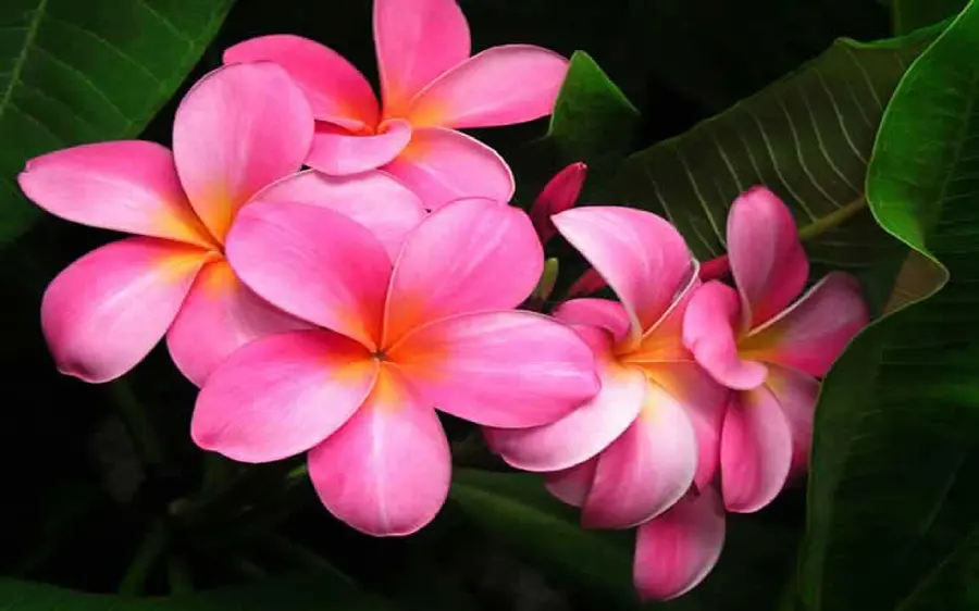 Attractive pink plumeria flower in a Full HD view