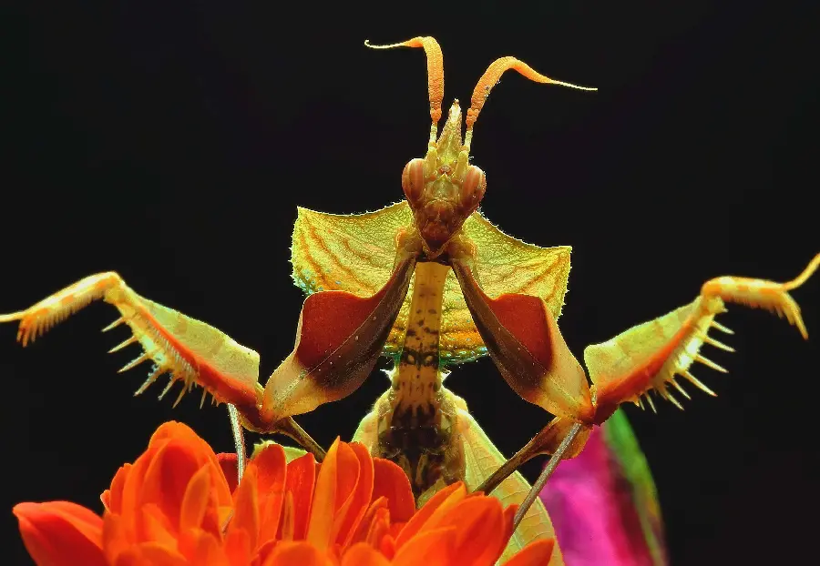 Download the amazing image of a praying mantis on a flower 2023