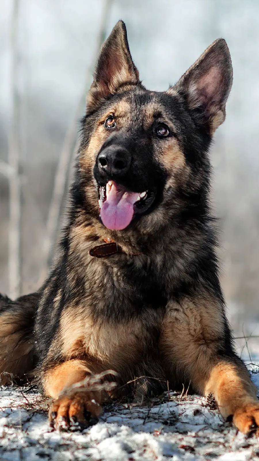 Beautiful German Dog Picture