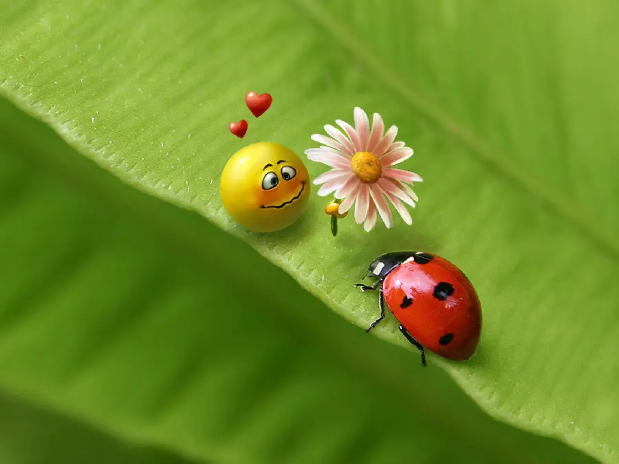 Ladybug Photo and Emoji