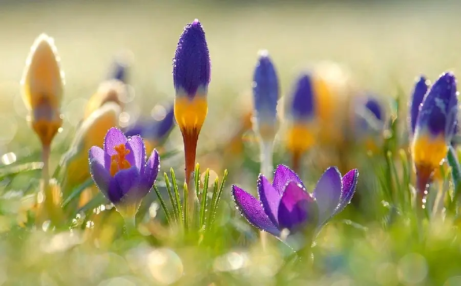 Beautiful Small Spring Flowers Photo High Quality