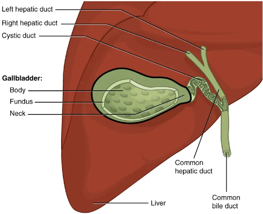 gallbladder