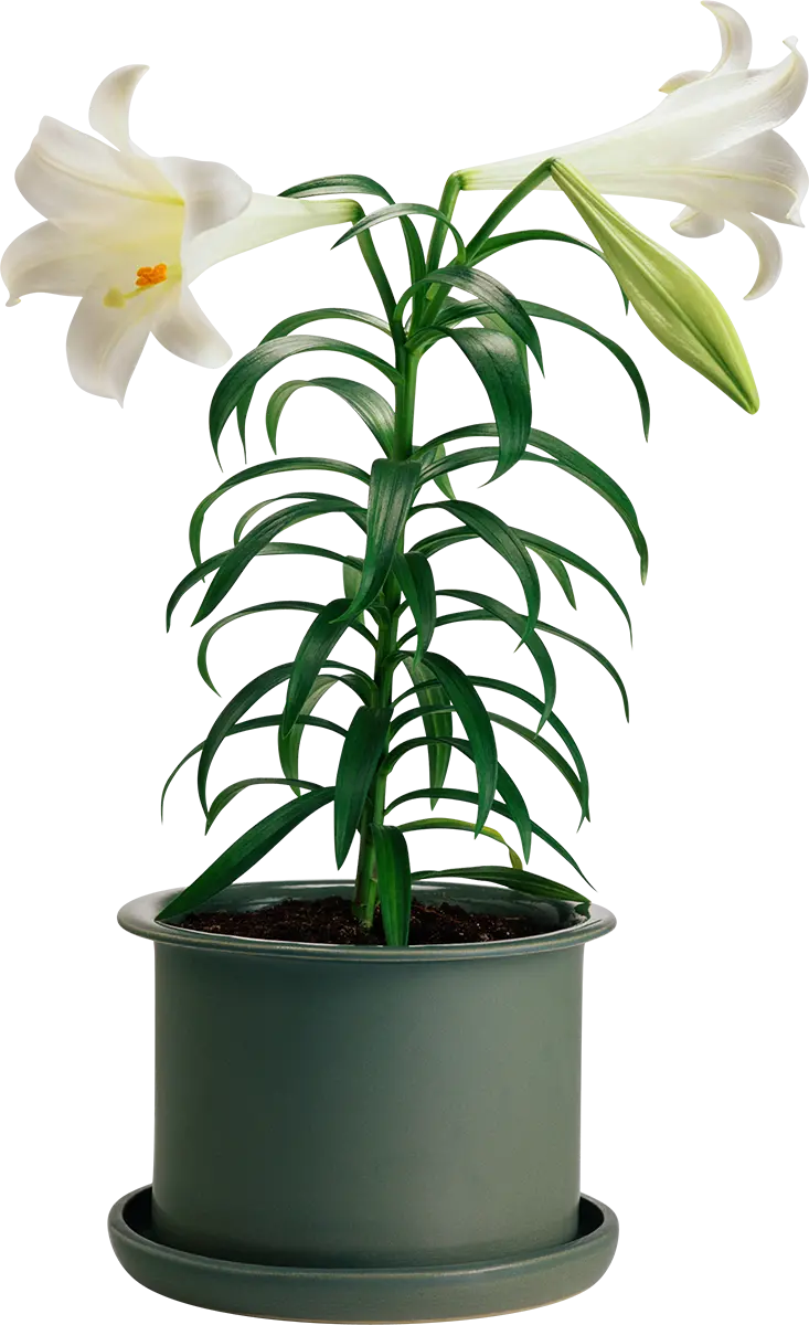 Photo of the most beautiful houseplant PNG