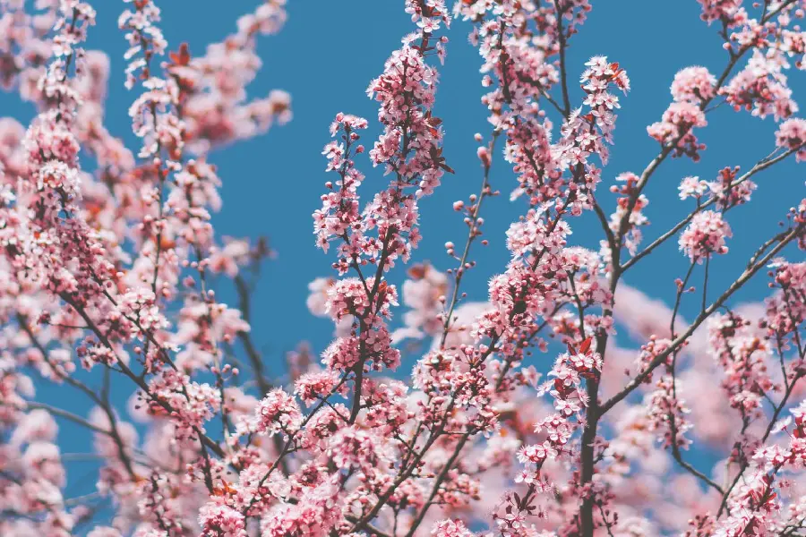 Photo of tree branches with beautiful spring blossoms