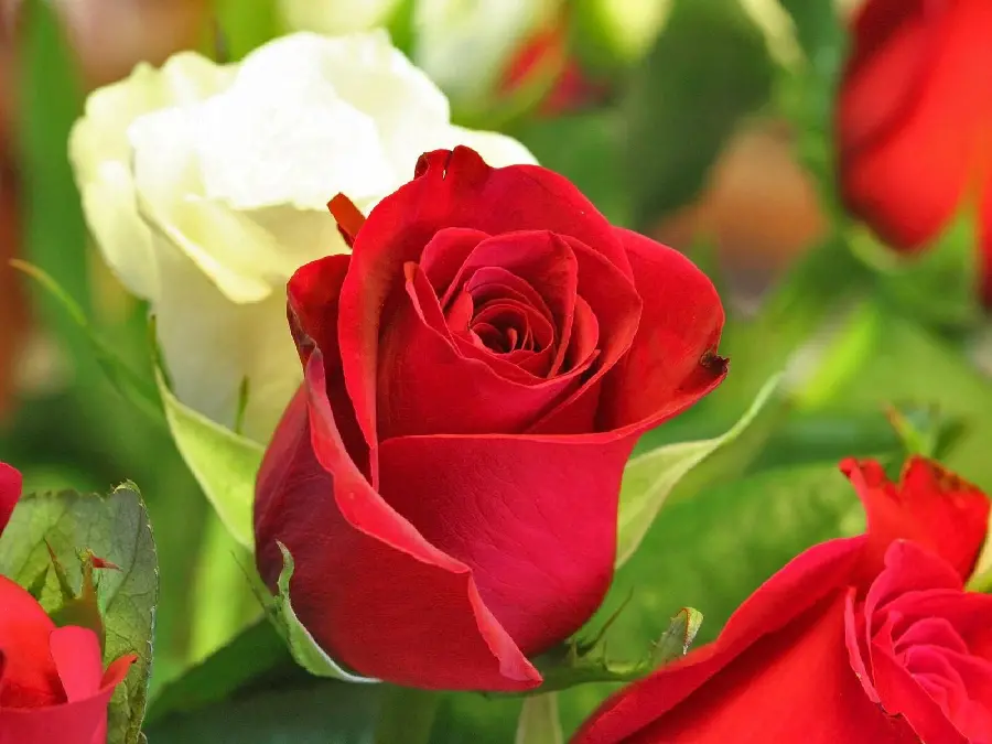 Red and white rose image for 8K quality print