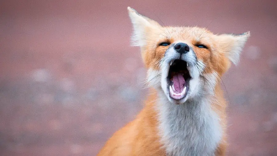 A random picture of a beautiful orange and white fox cub with an open mouth