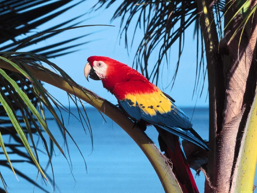 Funny macaw on a tree branch suitable for Instagram posts