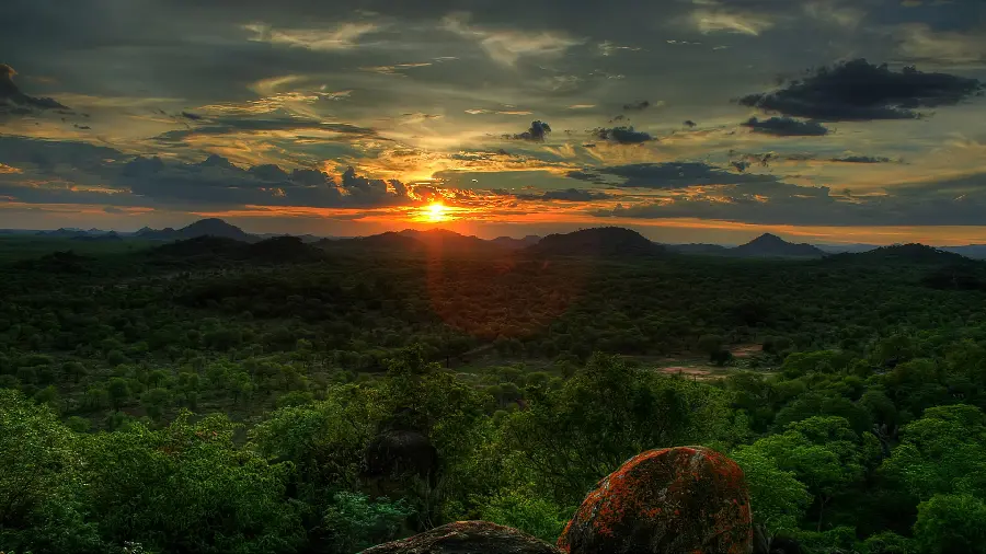 Spectacular wallpaper of beautiful trees with a pleasant sunset suitable for wallpaper
