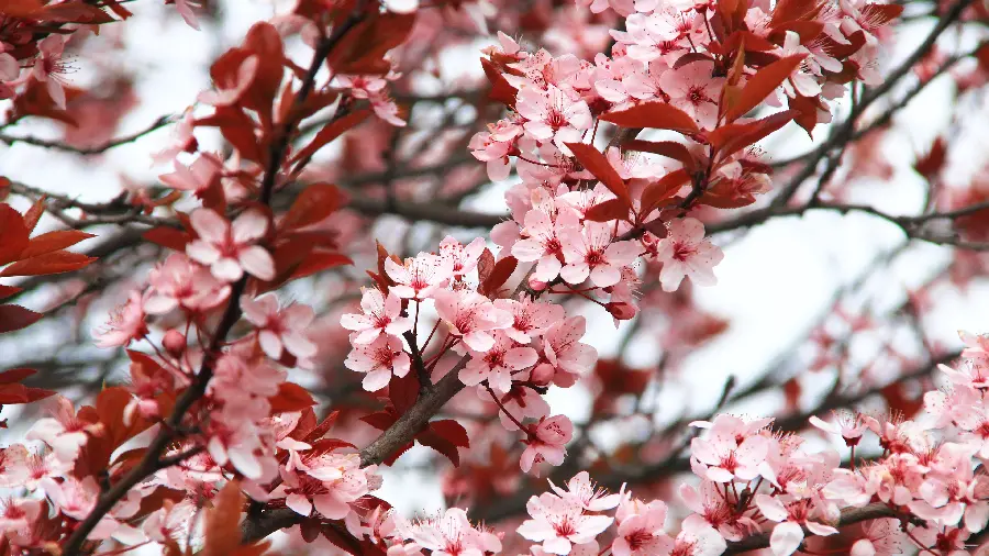 High quality large size spring blossom photo