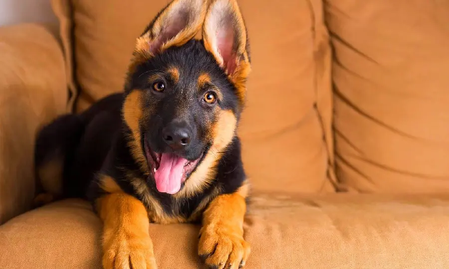 Photo of a German Shepherd Dog