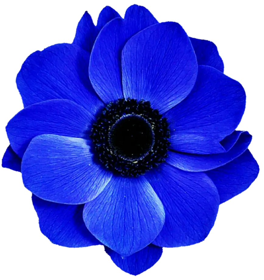 Blue flower PNG image in hd quality
