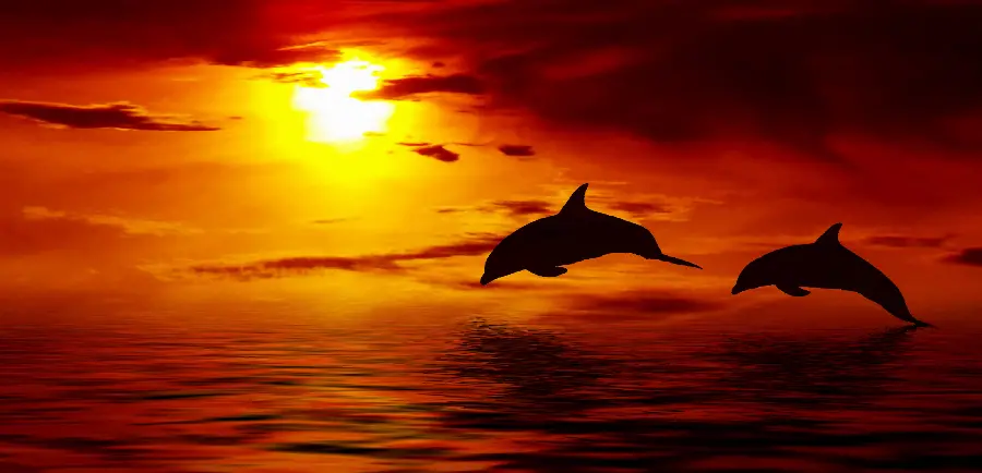 Beautiful and spectacular dolphin photos for wallpaper and computer background