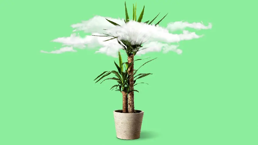 Fantasy photo of yucca plant