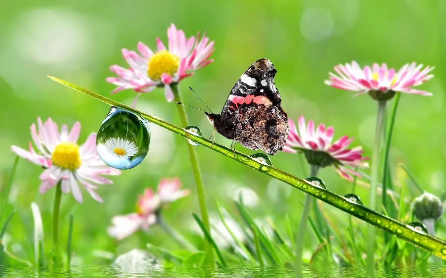 Download beautiful butterfly wallpaper background in pristine nature