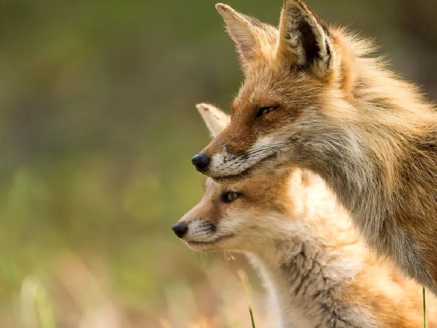 Awesome image of young foxes in very good quality