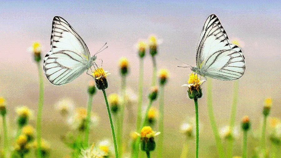 Butterfly Photo for Girls' WhatsApp Profile