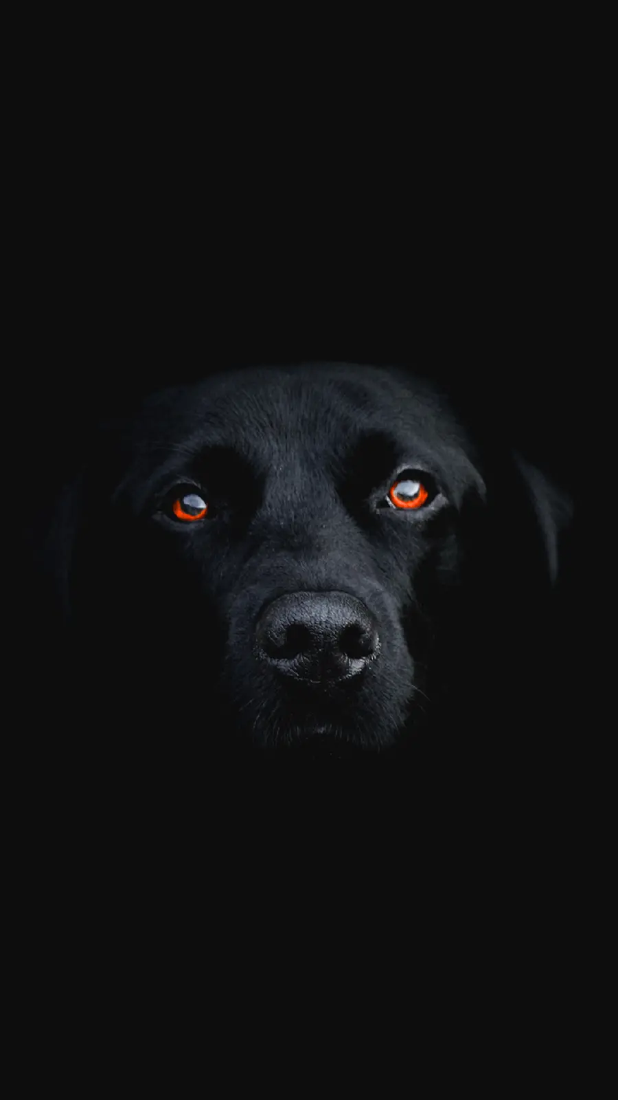 The most interesting black and black dog background for Samsung A13