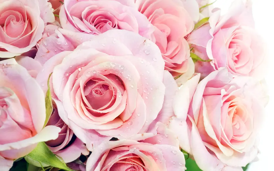 Pink rose photo For laptop and computer wallpaper