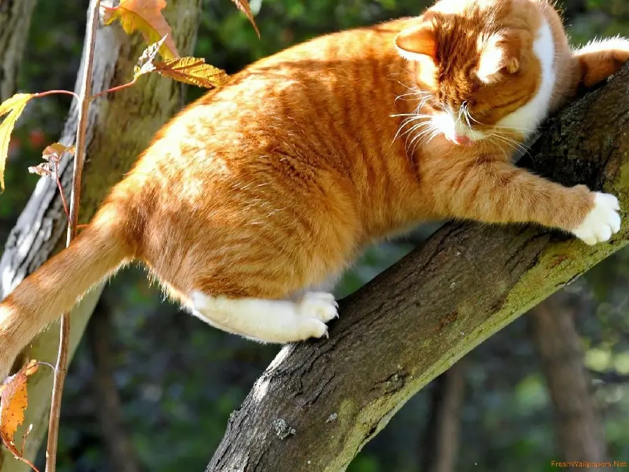 Photo Fluffy orange cat on a tree with sharp claws