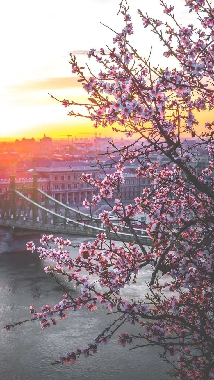 Spring Blossom Wallpaper at Sunset