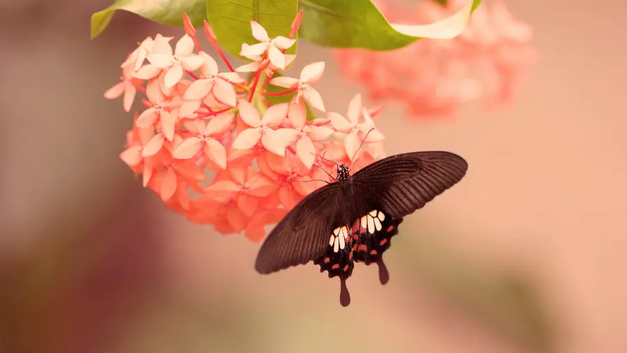 Interesting wallpaper of a pink flower with a beautiful butterfly on it for your computer