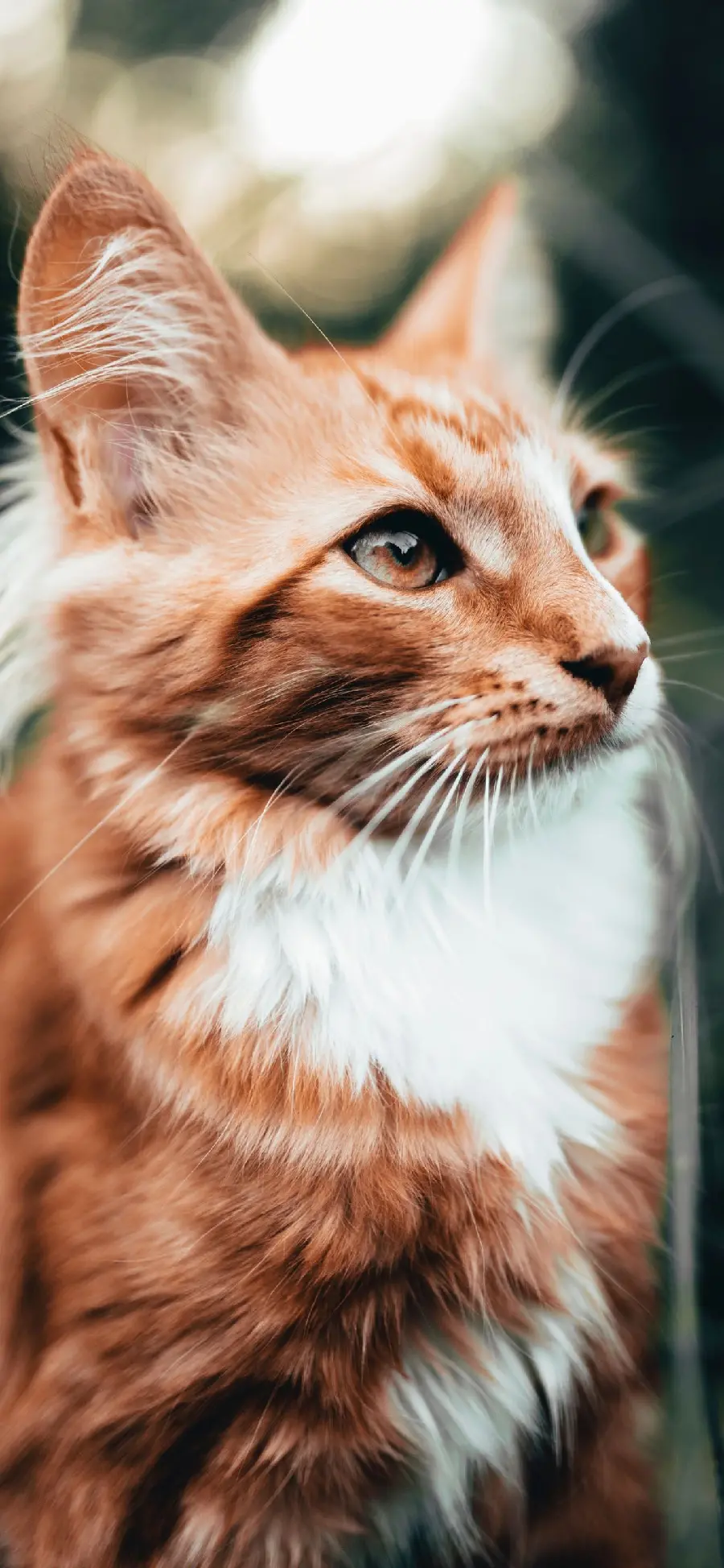 Awesome profile of orange and white cat in high quality