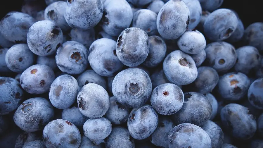 Blueberry fruit photo