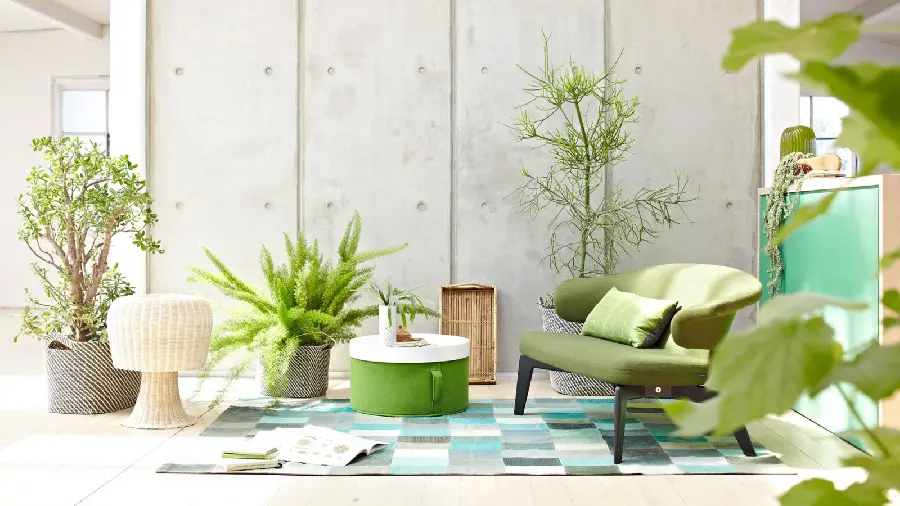 Photo of the houseplant style