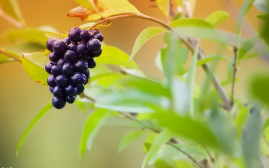 Photo of delicious grapes with beautiful green leaves for computer wallpaper