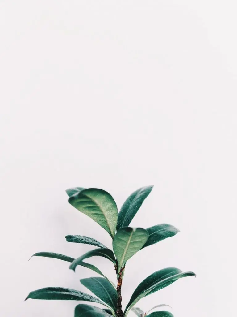 Photo of houseplant broadleaf plant
