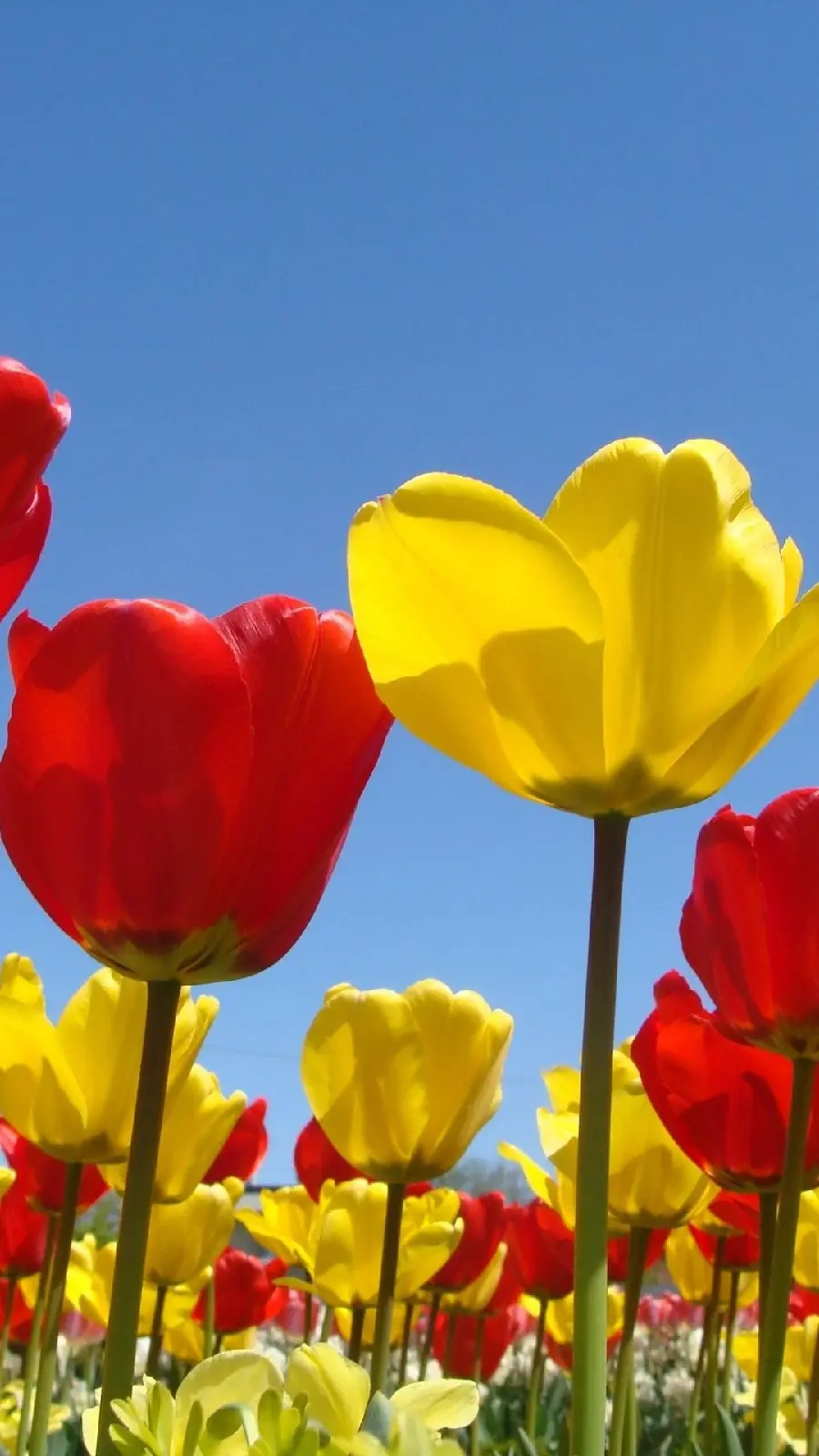 Latest Yellow Flower Wallpaper and red spring for Huawei