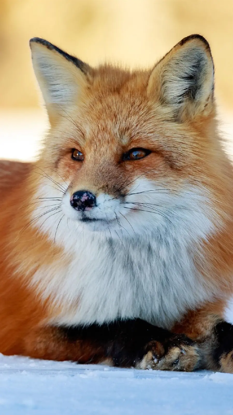 Beautiful Fox Photo