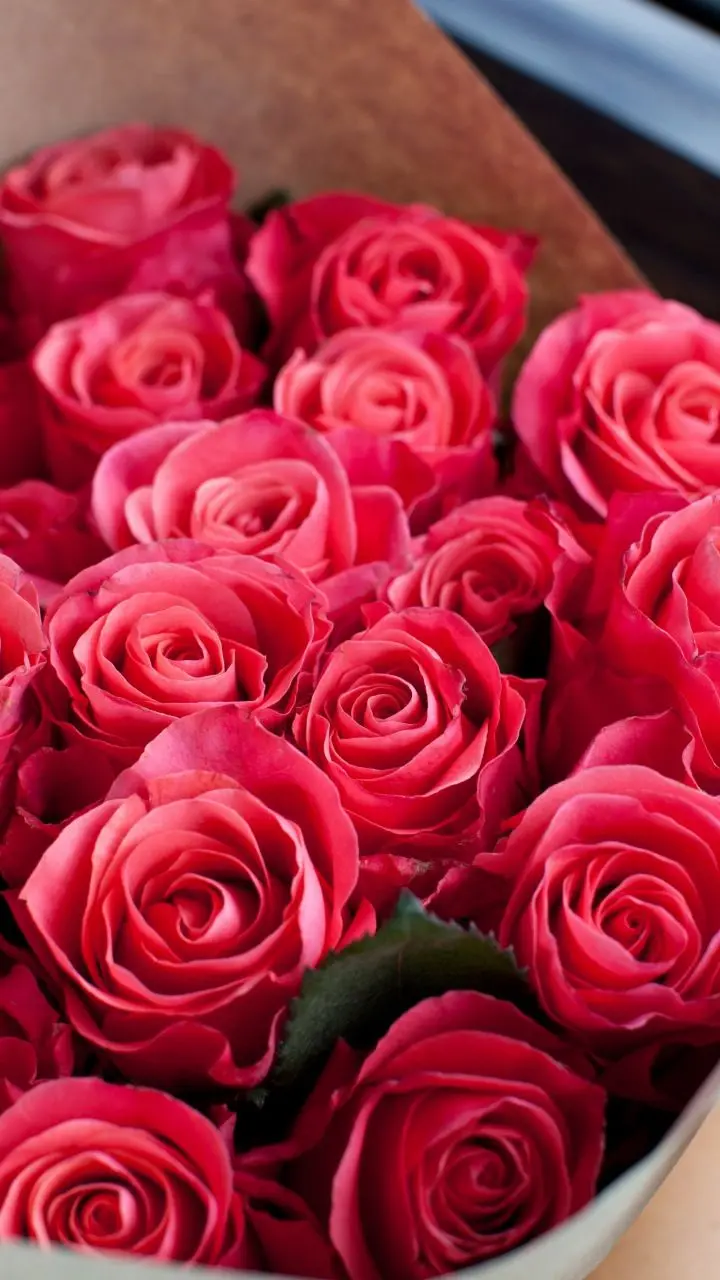 Super Beautiful Red Rose Wallpaper for iPhone