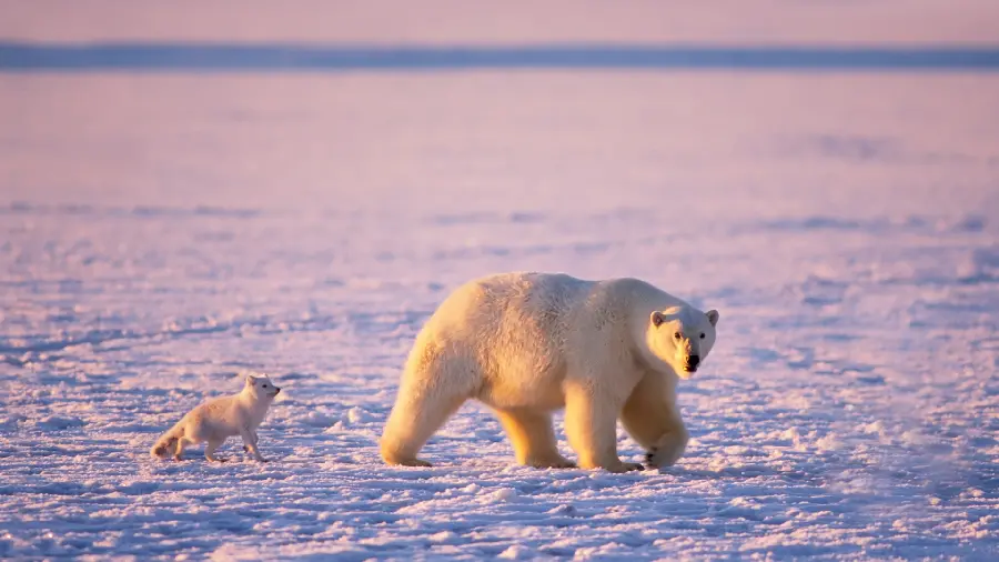 Photo of a polar bear in the arms of a white arctic fox on the ice