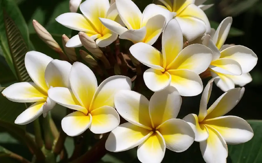 HD Wallpaper of Yellow and White Plumeria Flower for Desktop