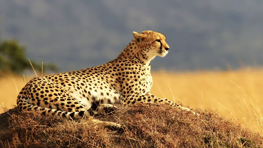 Beautiful sitting cheetah picture for desktop